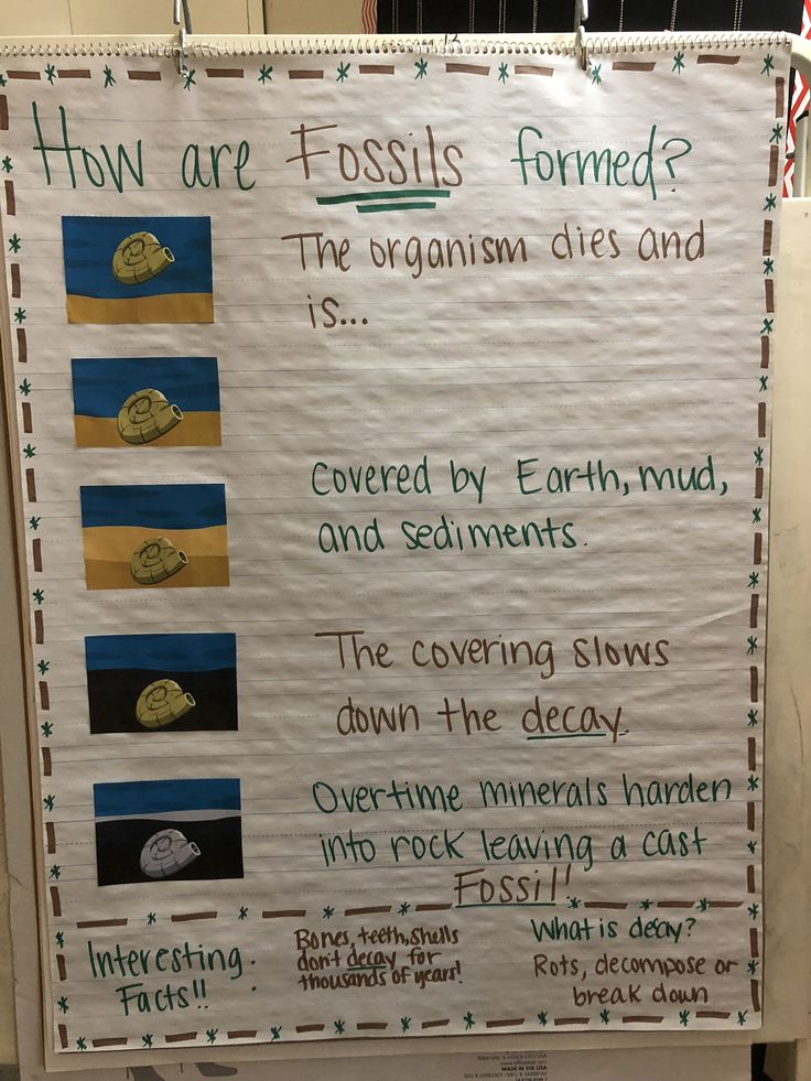 a bulletin board with information about fossiles and other things in the ocean on it