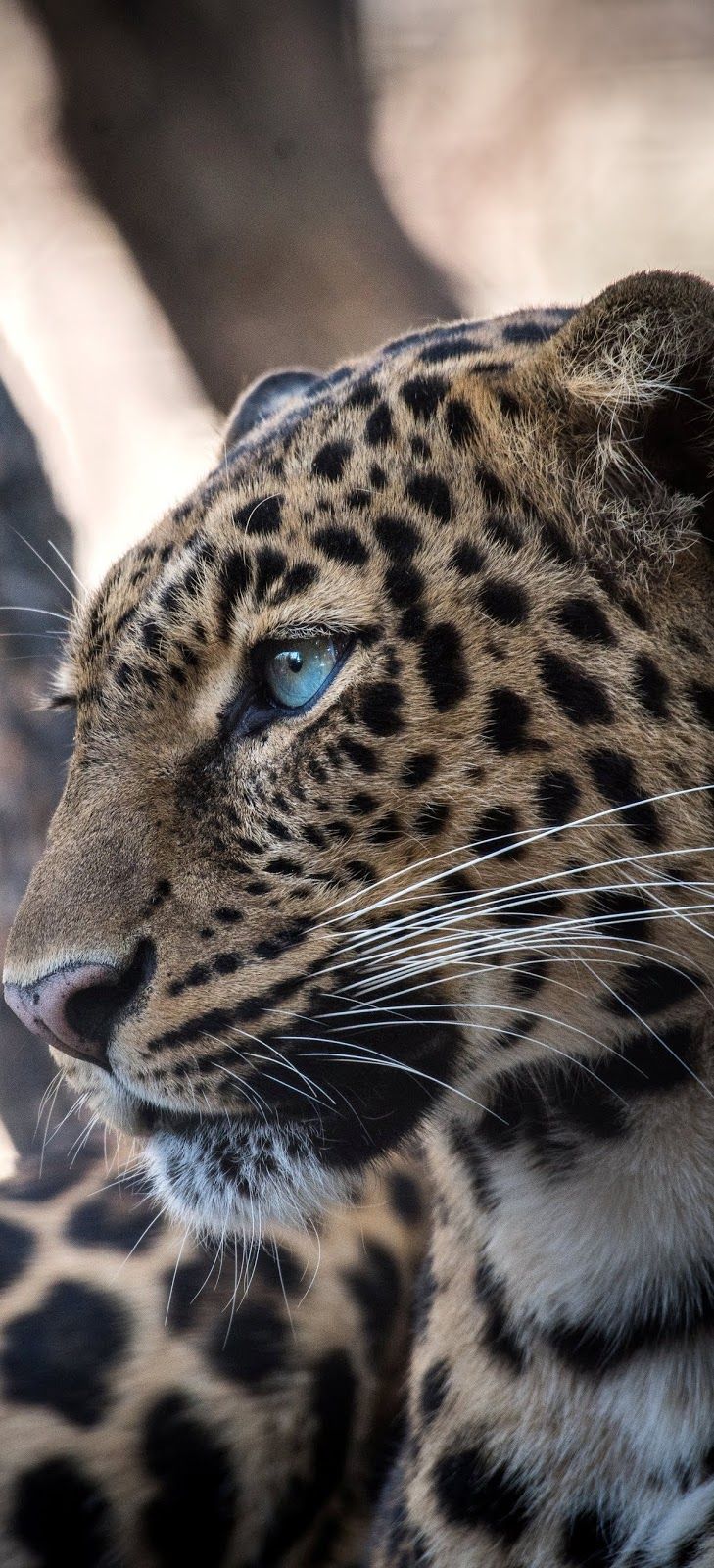 a close up of a leopard with blue eyes