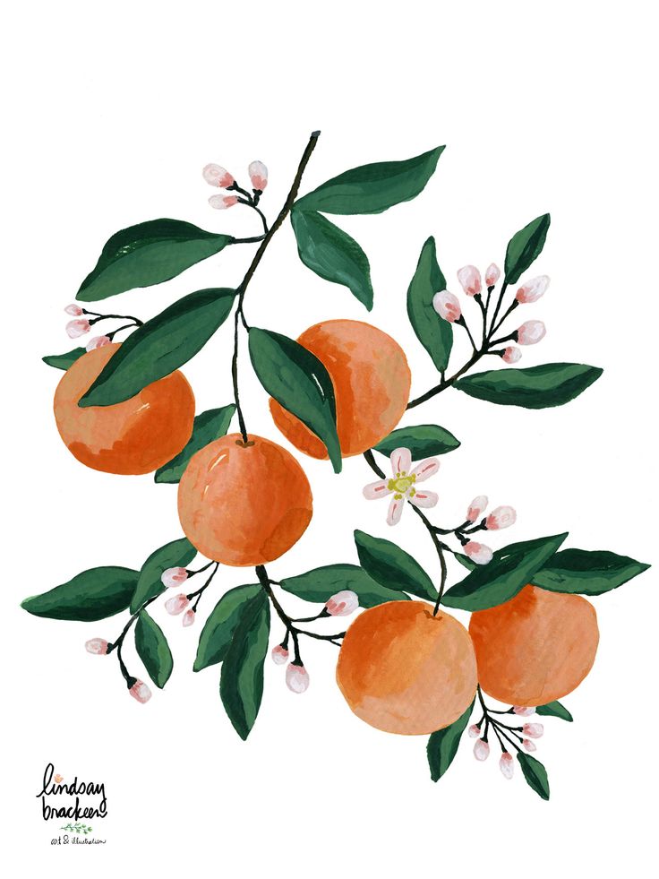 watercolor painting of oranges with leaves and flowers