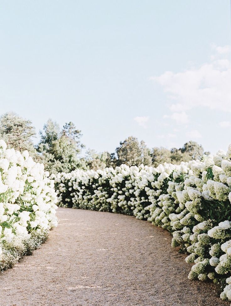 white flowers are growing along the side of a path