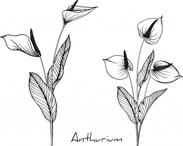 three different types of flowers on a white background with the words arthrium written below