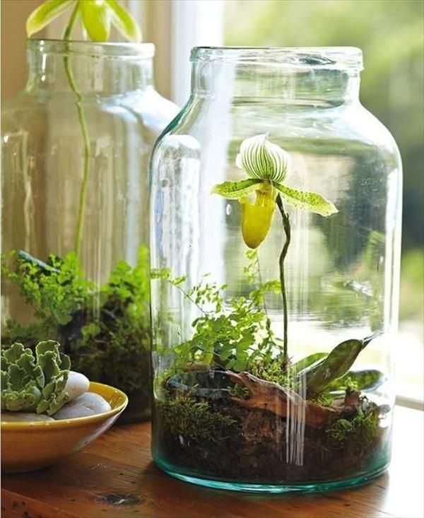 DIY Mason Jar Garden Planter Indoor Gardening Diy, Mason Jar Herbs, Orchid Terrarium, Gardening Projects, نباتات منزلية, Deco Nature, Garden Terrarium, Indoor Gardens, Terraria