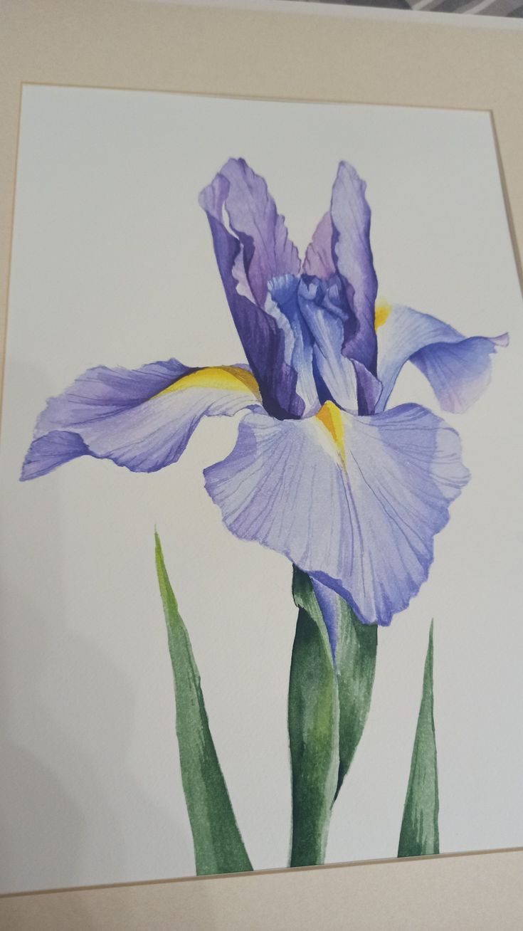 Ирис, акварель, цветы акварелью. Iris Art, Iris Painting, Iris Flower, Painting Art Lesson, Botanical Painting, Iris Flowers, Art Painting Acrylic, Painting Art Projects, Pastel Painting