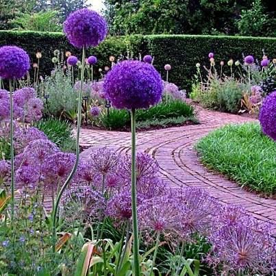 purple flowers in a garden with the words us seller