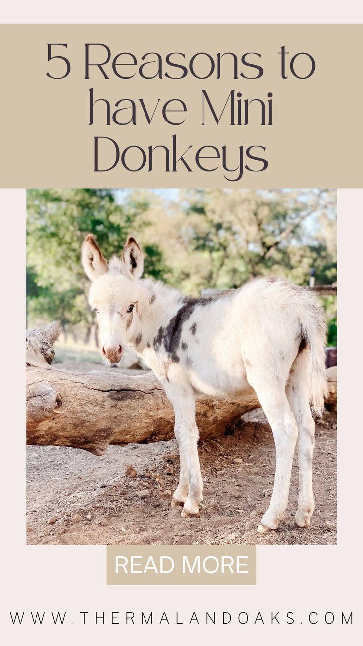 a baby goat standing on top of a tree stump with the words 5 reasons to have mini donkeys read more