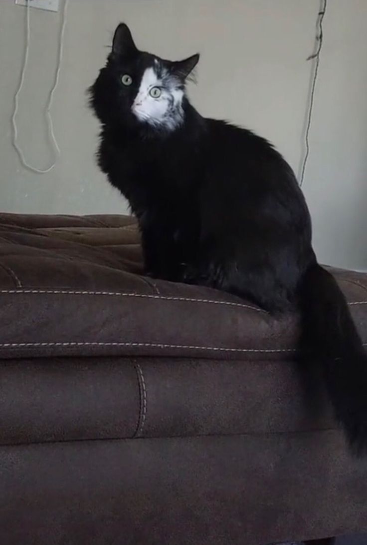 a black and white cat sitting on top of a brown couch next to a wall