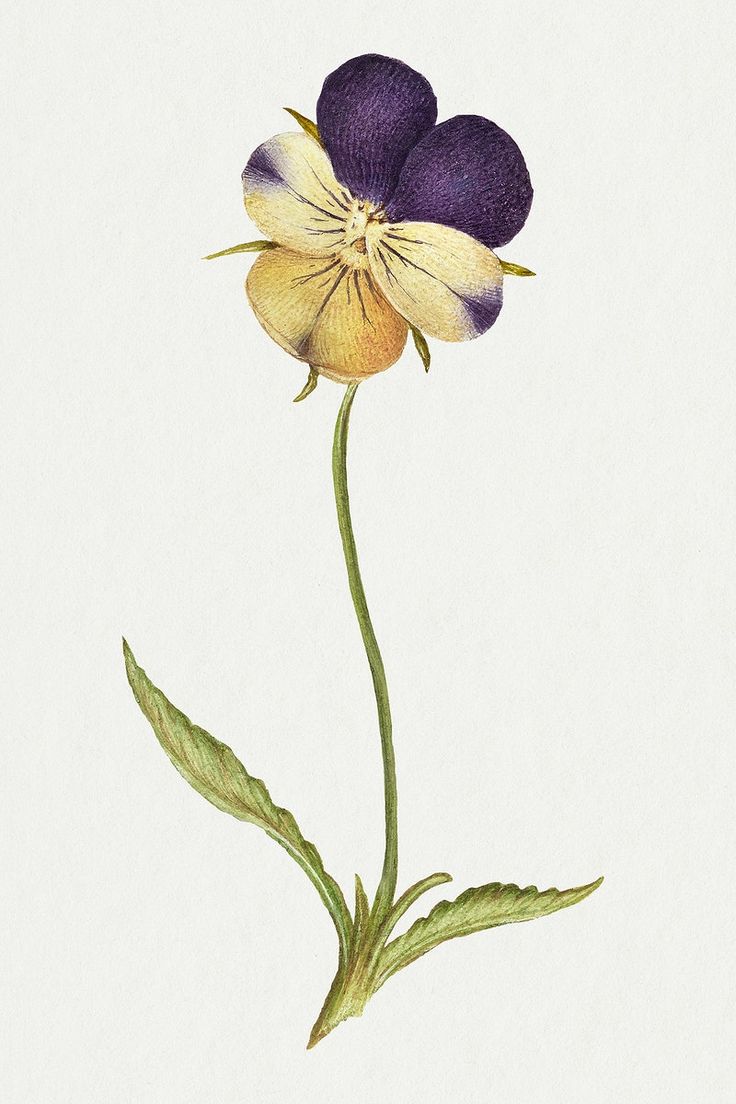 Pansy Botanical Illustration, Wild Pansy Tattoo, Pansy Flower Tattoo, Pansy Illustration, Pansy Art, Pansy Tattoo, Flower Bouquet Drawing, Wild Pansy, Watercolour Florals