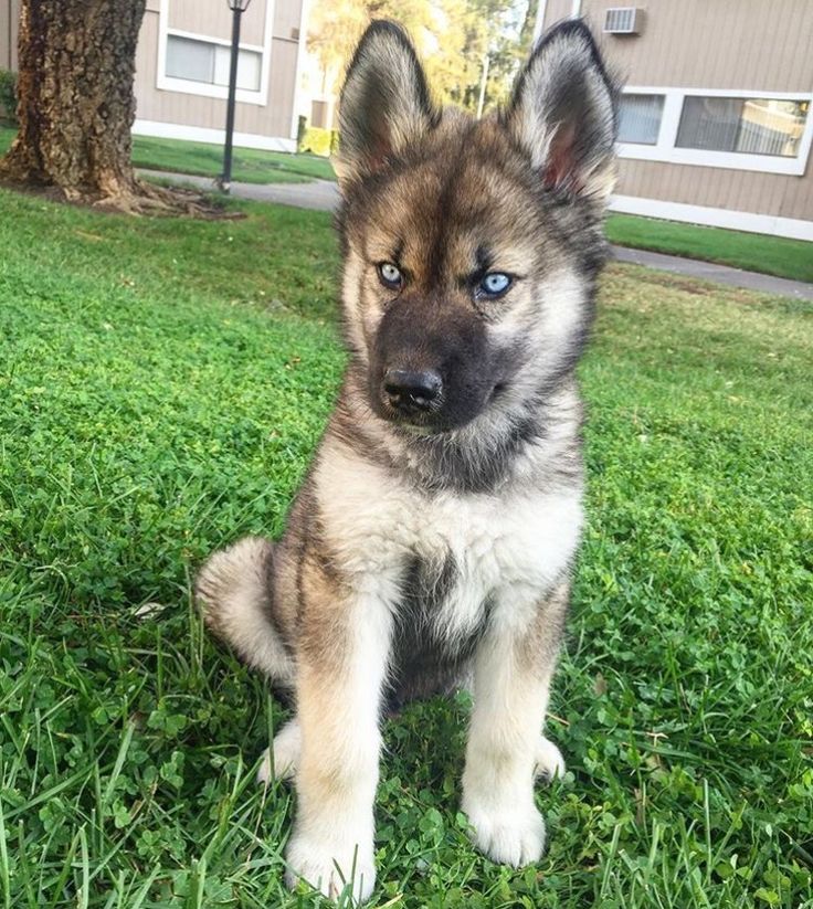 a brown and black dog sitting in the grass