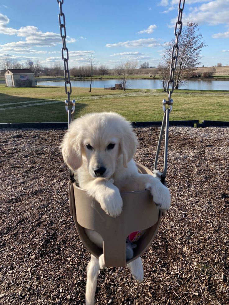 a white puppy is sitting in a swing