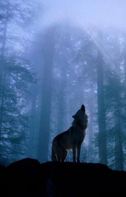 a lone wolf standing on top of a hill in the woods at night with fog