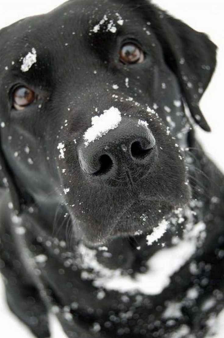 a black dog with snow all over it's face looking up at the camera