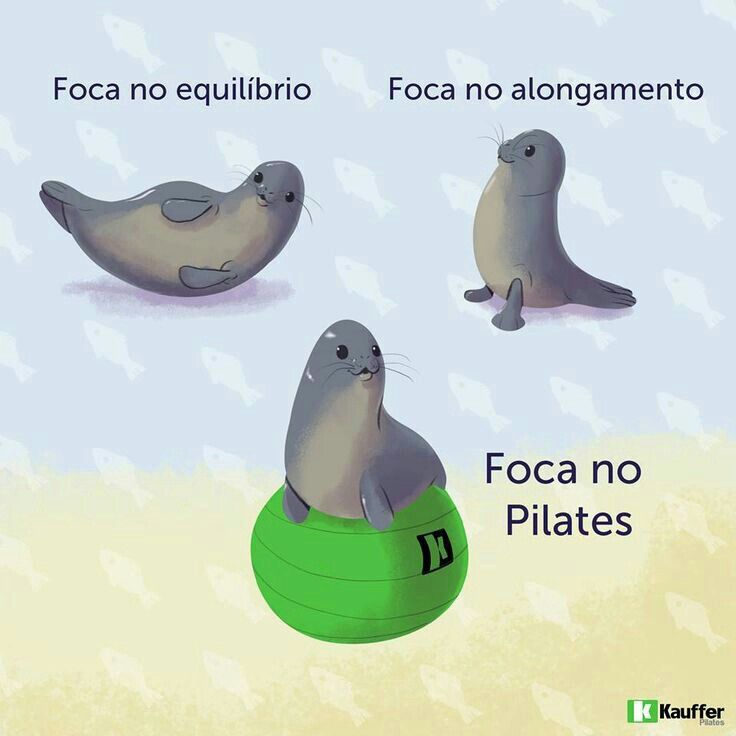 two sea lions sitting on top of an inflatable ball and another seal with the words foca no pilates