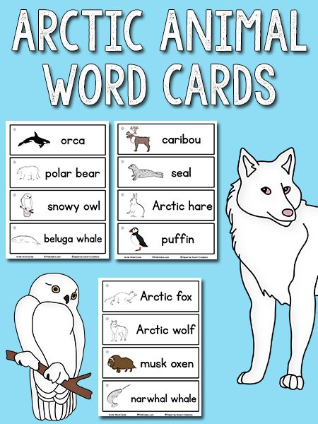 an arctic animal word cards with the words arctic animals on it and two pictures of them