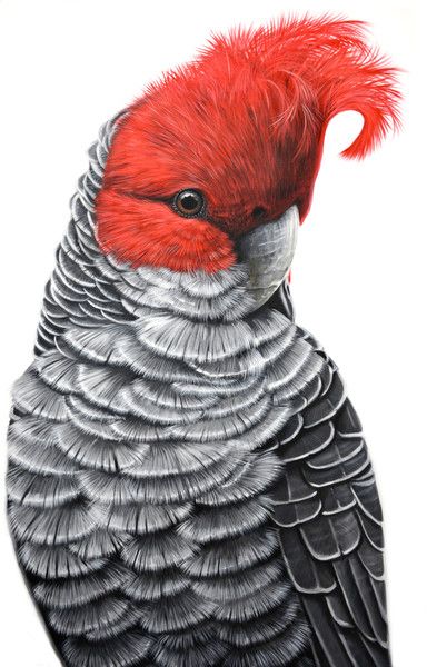 a drawing of a bird with red feathers on it's head and beak,