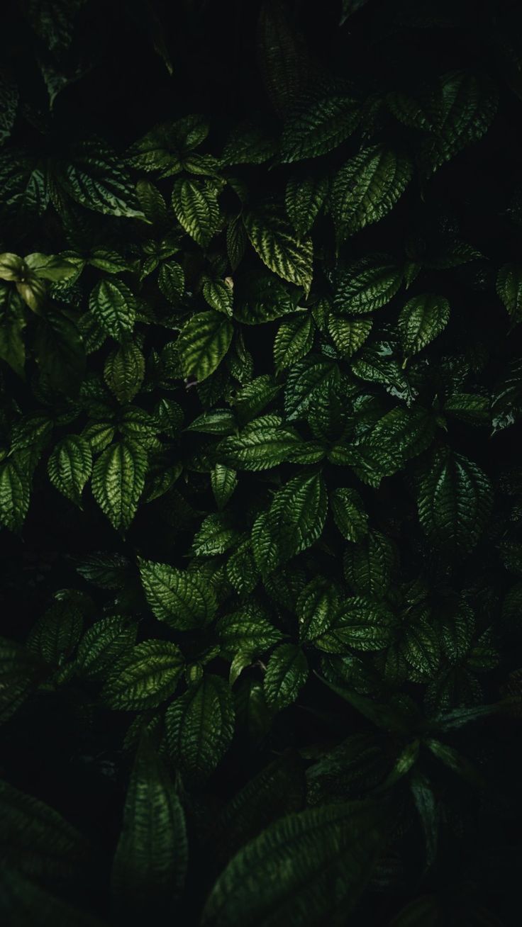 green leaves are growing on the side of a building at night, with light coming from above