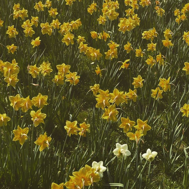 many yellow and white flowers in a field