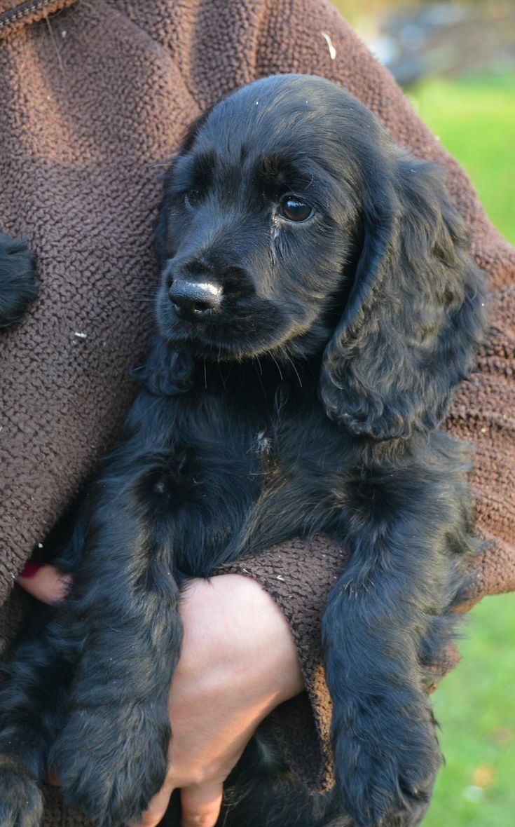 a black puppy is being held in someone's arms and wearing a brown sweater