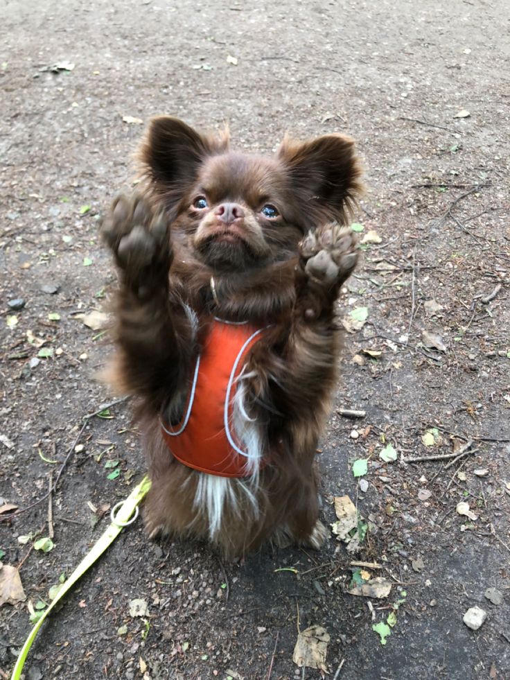 a small brown dog standing on it's hind legs with its paws in the air