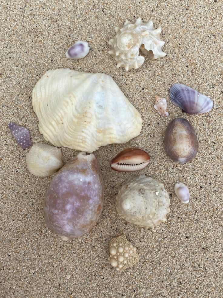 several seashells and shells on the sand