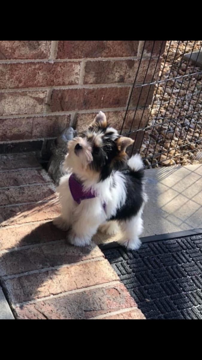 a small dog wearing a purple collar standing next to a brick wall