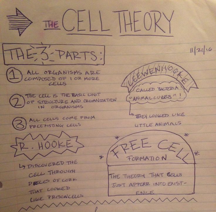 a piece of paper with writing on it that says the cell theory and its parts