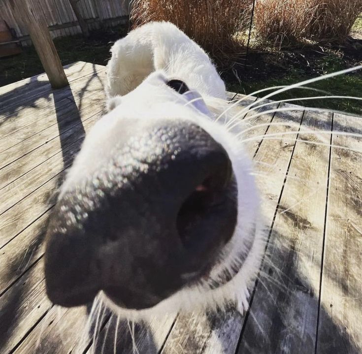 a close up of a dog's nose on a wooden deck