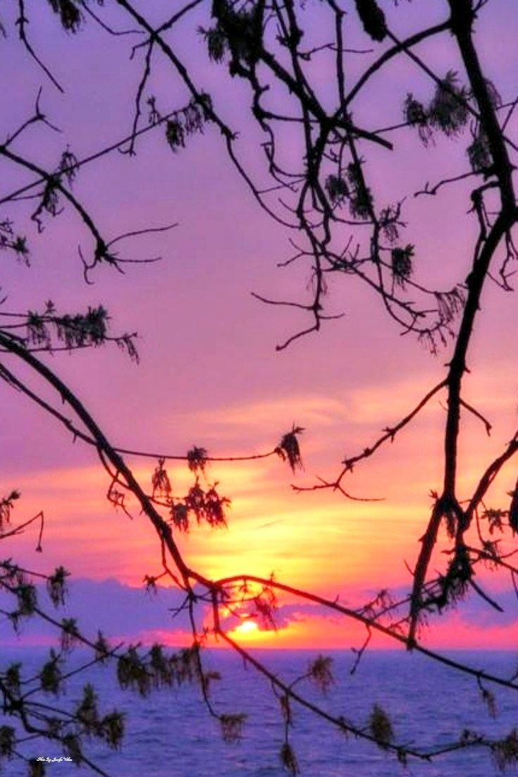 the sun is setting over the ocean and trees are silhouetted against the purple sky