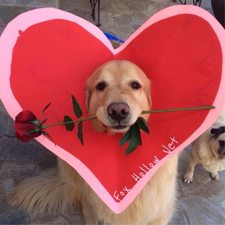 a dog holding a rose in its mouth while wearing a heart shaped cardboard sign with the words for husband and wife written on it