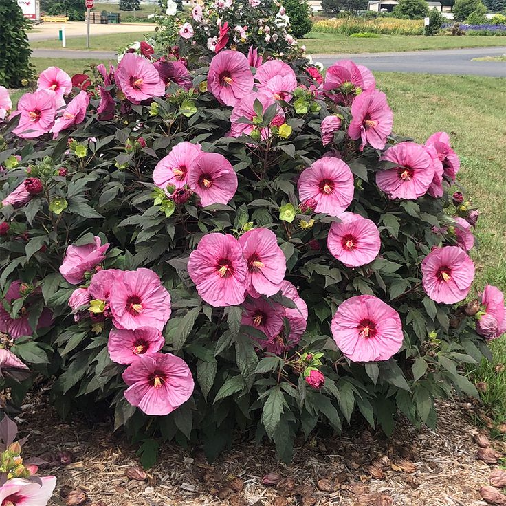 pink flowers are blooming in the middle of a flower bed near a street sign