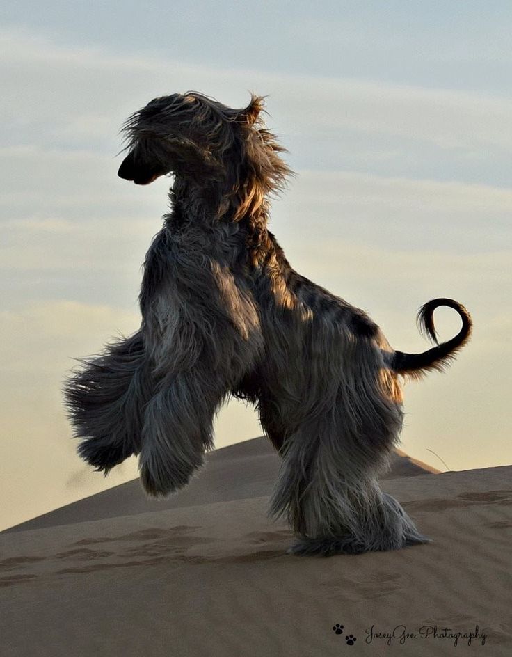 a shaggy dog standing on its hind legs in the sand with it's front paws up