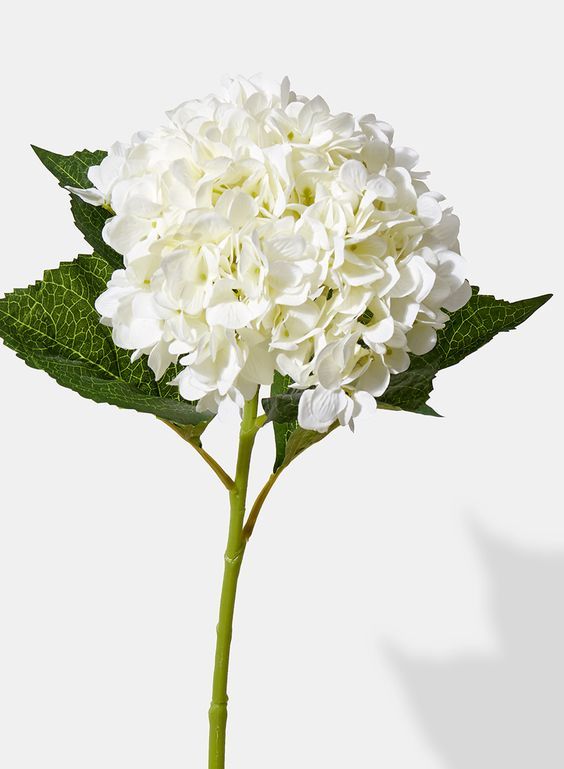 a white flower with green leaves on it