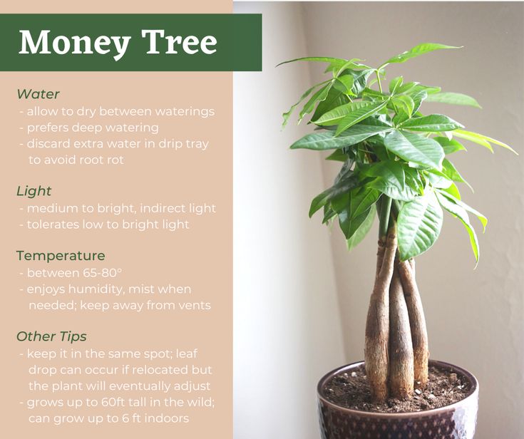 Care tips for Money Tree houseplants from the experts at Earl May Garden Center. Caring For Money Tree Plant, House Plant Symbolism, Pachira Aquatica Care, Money Tree Care Indoor, How To Care For A Money Tree Plant, Money Tree Plant Meaning, Pachira Plant, Money Tree Care, Chinese Money Plant Care