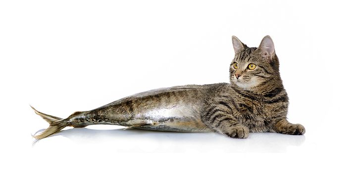 a cat laying on the ground next to a dead fish