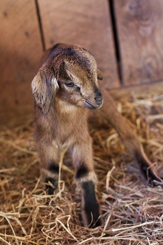 a baby goat standing on top of dry grass