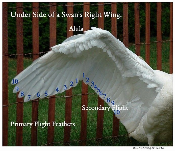 a large white bird with wings spread over it's head next to a fence