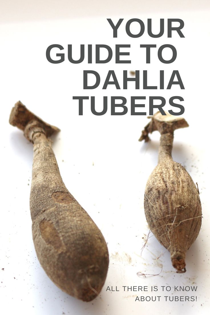 two tumerics with the words, your guide to dahla tubes all there is to know about tumerics