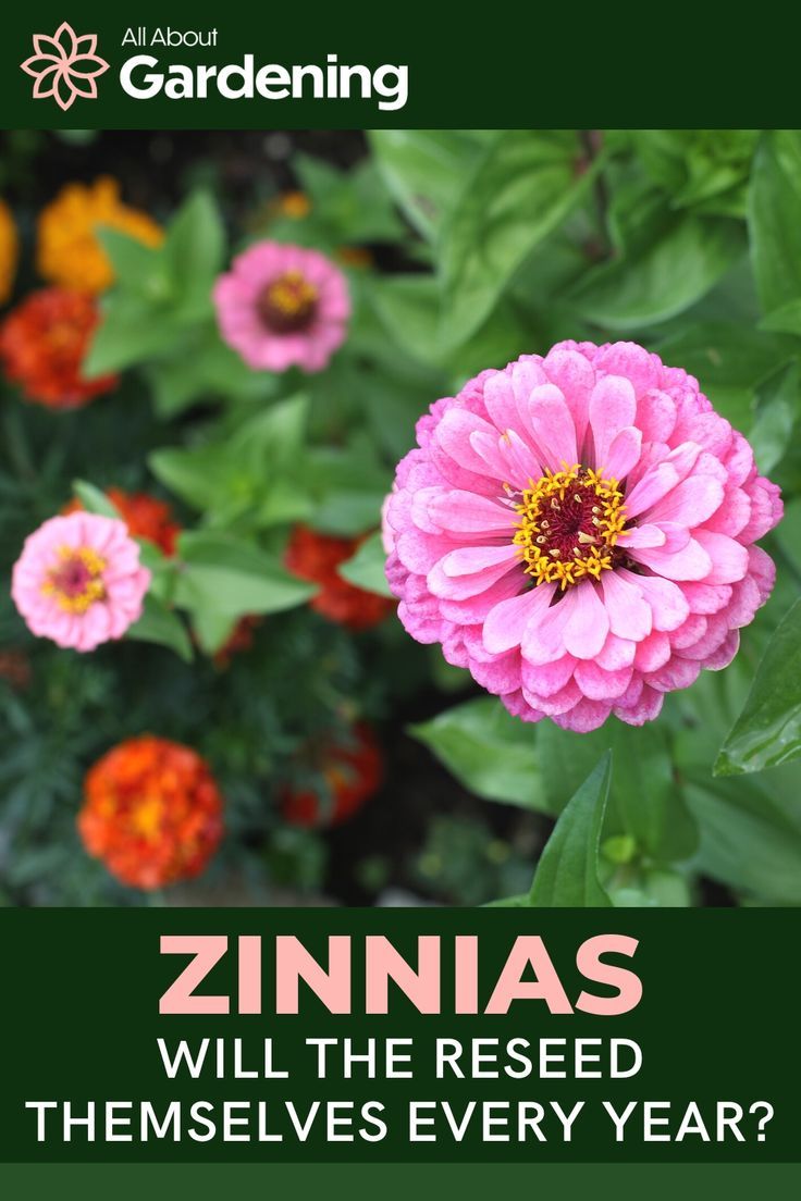 a pink flower with the words zinnas will the reseed themselves year?