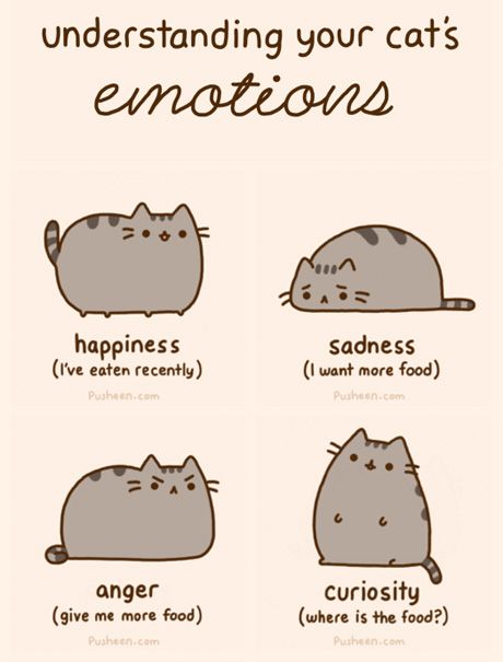 the cat's emotions in different ways