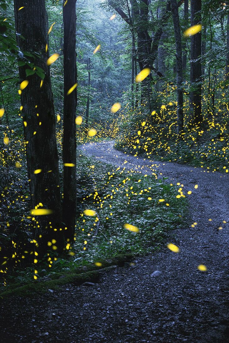 fireflies flying in the air over a path through a forest filled with green trees