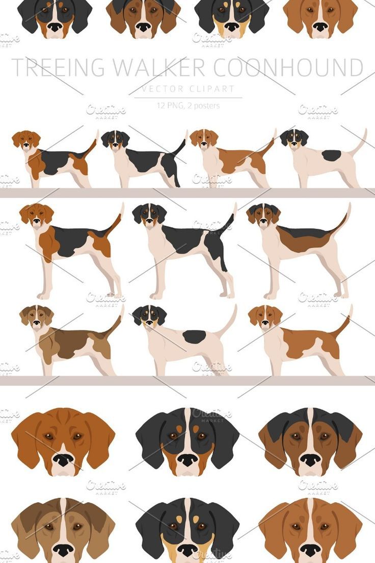 an illustrated guide to the different breeds of dogs