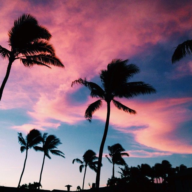 palm trees are silhouetted against a pink and blue sky