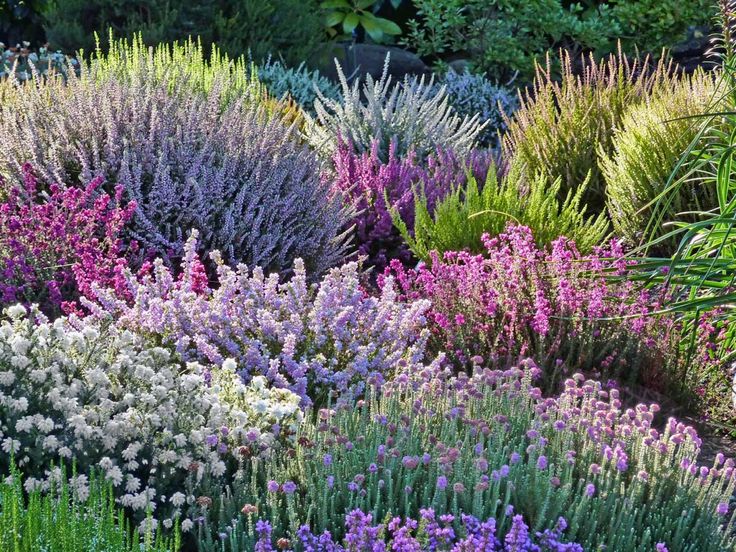 many different types of flowers and plants in a garden with purple, white and green foliage