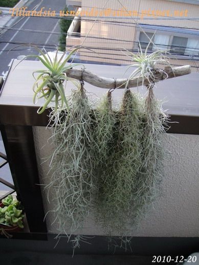 an air plant hanging from the side of a building