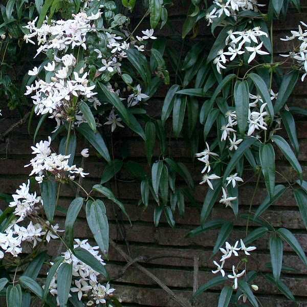 white flowers growing on the side of a brick wall