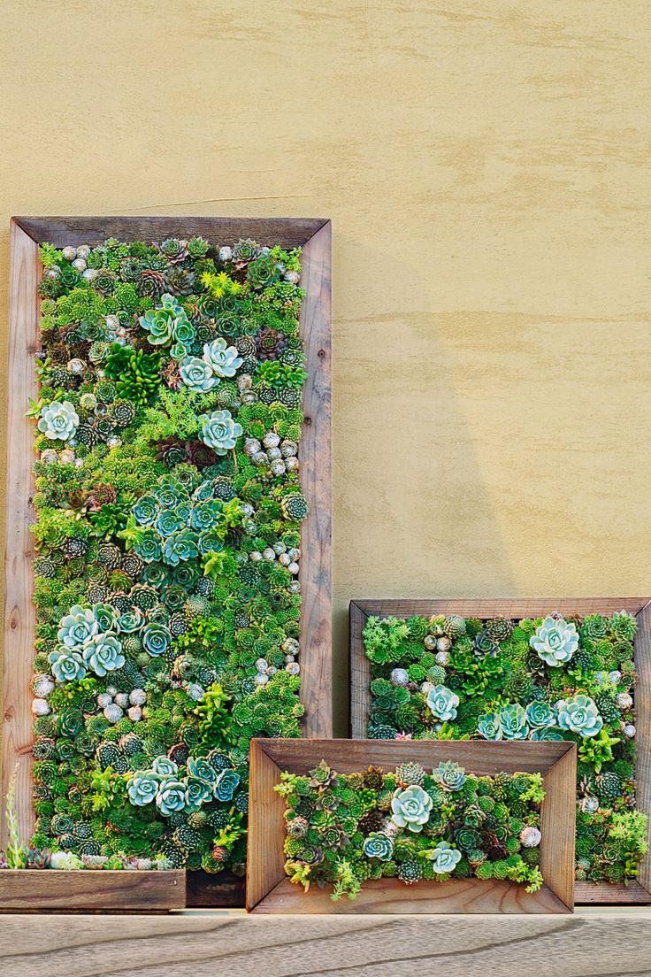 three wooden frames with plants in them on a shelf