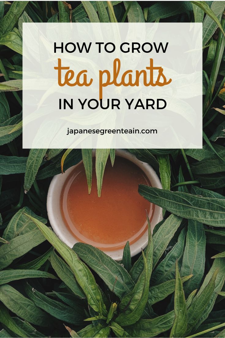 a cup of tea with leaves surrounding it and the words how to grow tea plants in your yard