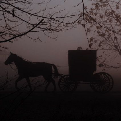 a horse pulling a buggy on a foggy day