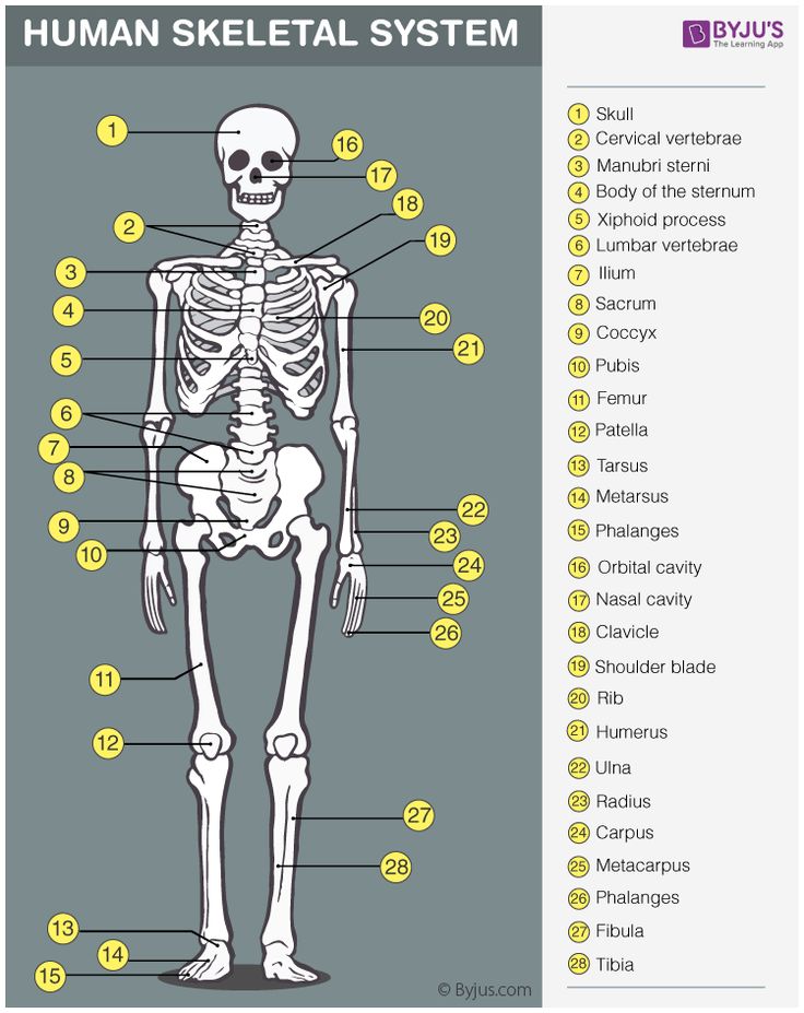 the human skeleton is labeled in several different languages