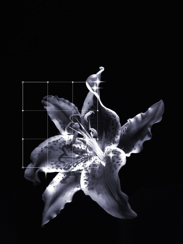 a black and white photo of a flower with squares in the background that appear to be distorted