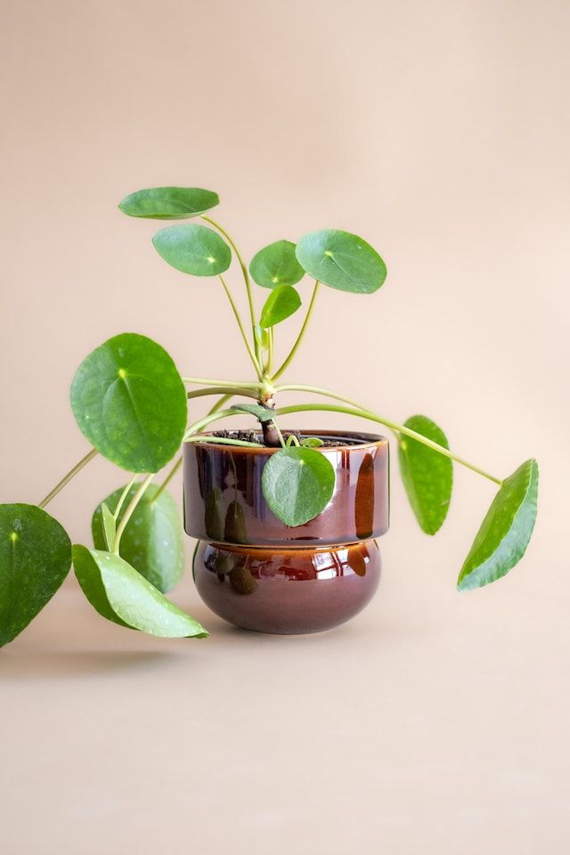 a potted plant with green leaves in it